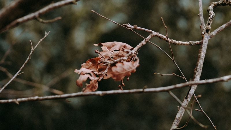 leaves, dry, branches, macro, autumn, 4k