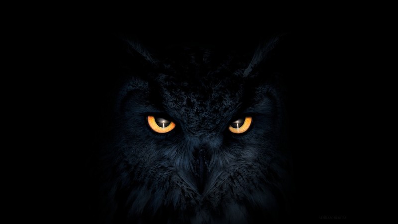 owl, artist, artwork, digital art, eyes, hd, eyes, deviantart