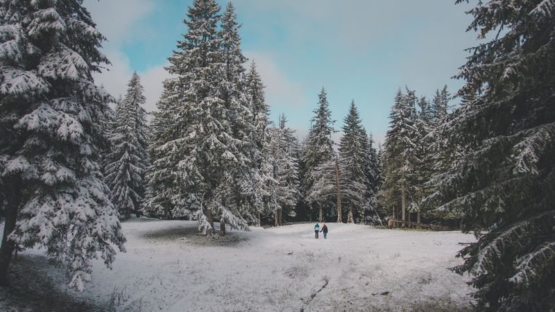 forest, trees, people, snow, winter, 4k