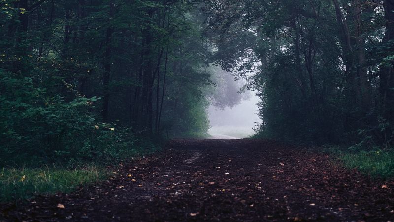 forest, path, fog, trees, gloomy, 4k