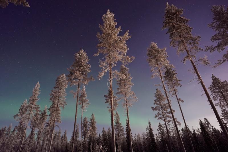 pine, trees, snow, northern lights, nature, hd, 4k, 5k