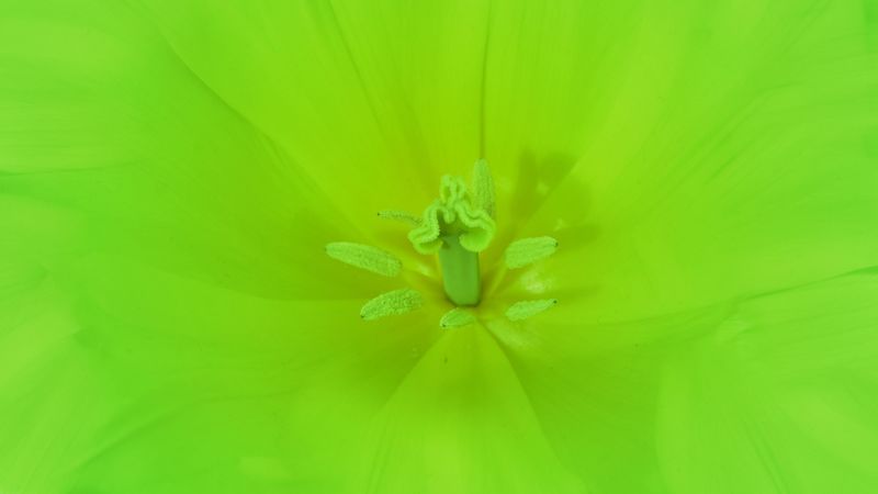 flower, green, bright, macro, 4k