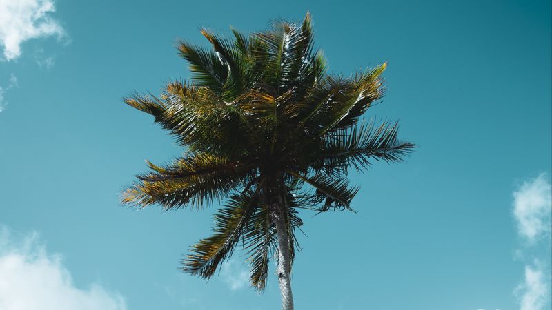 palm, tree, tropics, sky, clouds, 4k