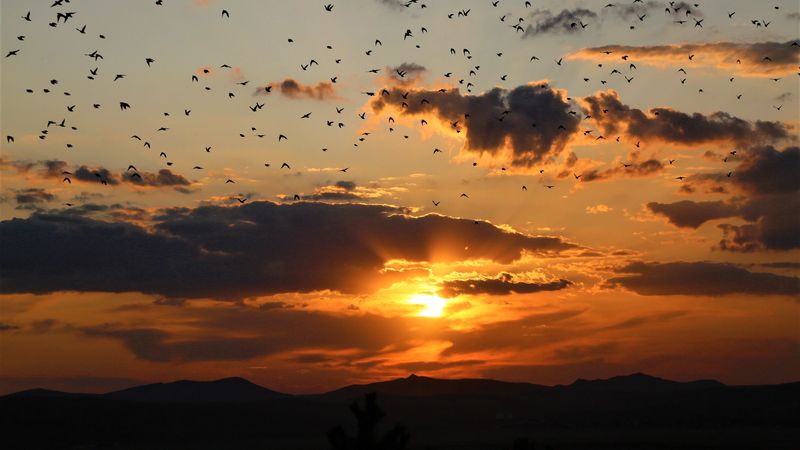 sunset, clouds, birds, landscape, dark, 4k