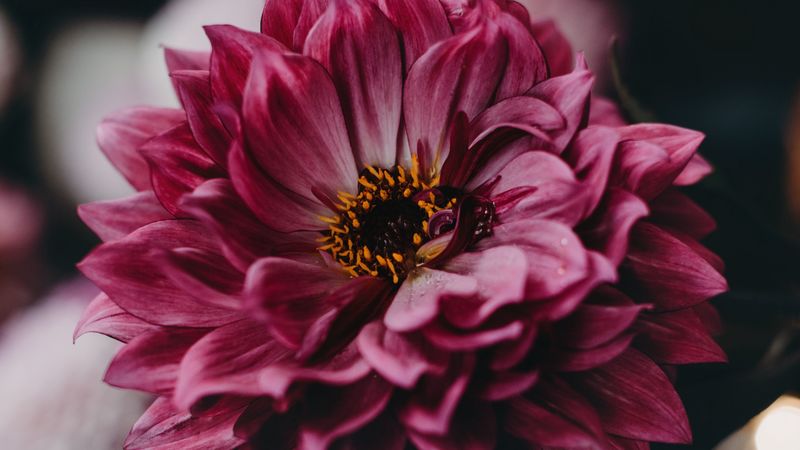 dahlia, flower, pink, bloom, closeup, 4k