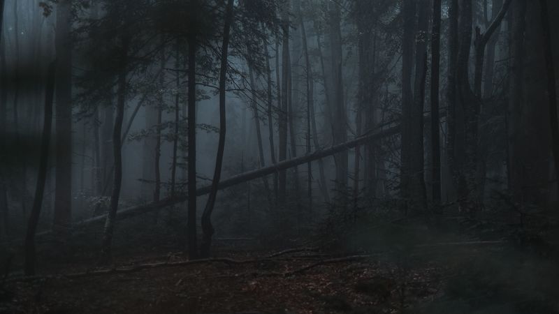 forest, fog, trees, gloomy, dark, 4k
