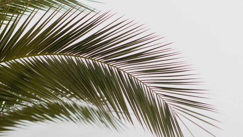 palm, branch, leaves, carved, minimalism, 4k