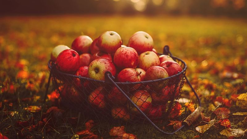 apples, basket, autumn, harvest, 4k