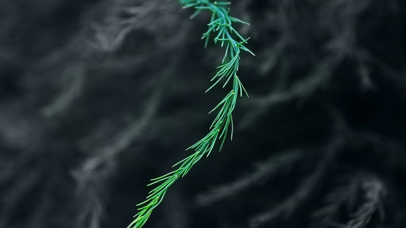 green, blur, hd, 4k, 5k, nature, macro, photography, deviantart