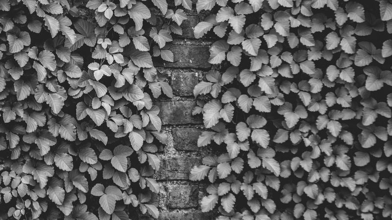 ivy, wall, bw, plant, brick, 4k