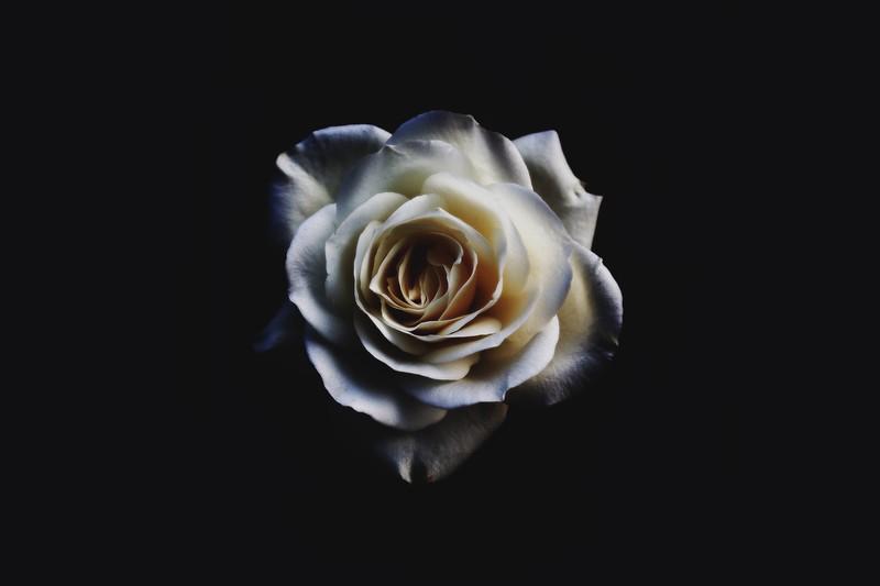 rose, flowers, hd, 4k, 5k, oled, dark