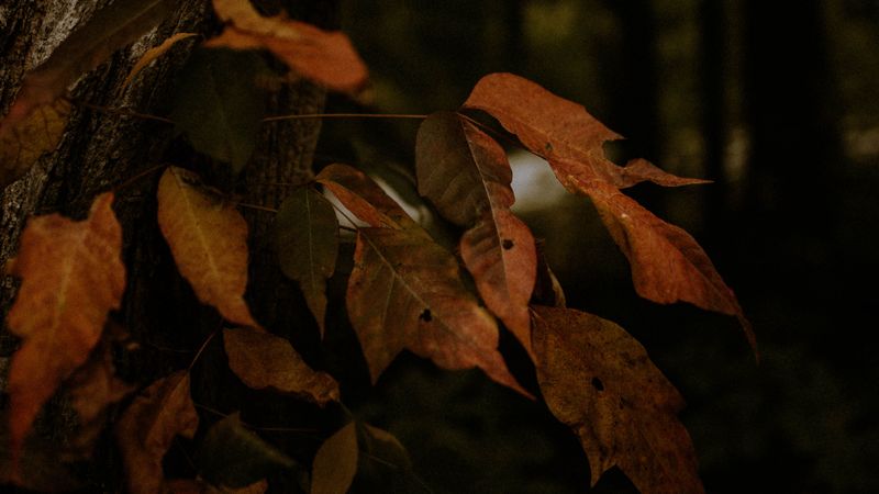 leaves, dry, autumn, branch, trees, 4k