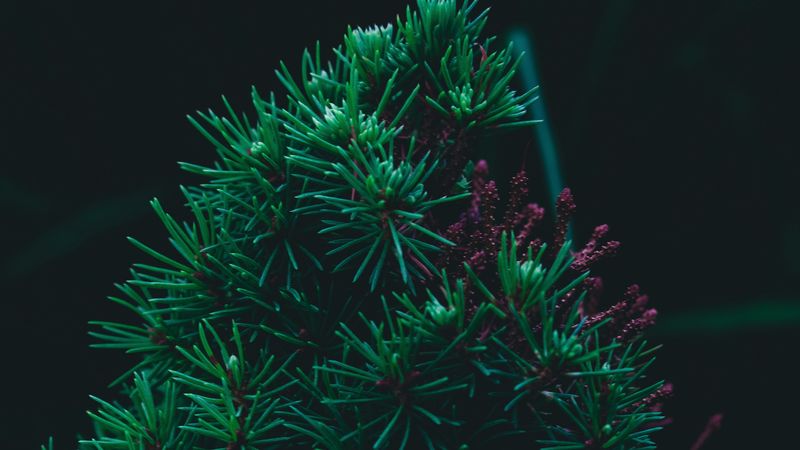 branch, pine, needles, prickly, green, 4k