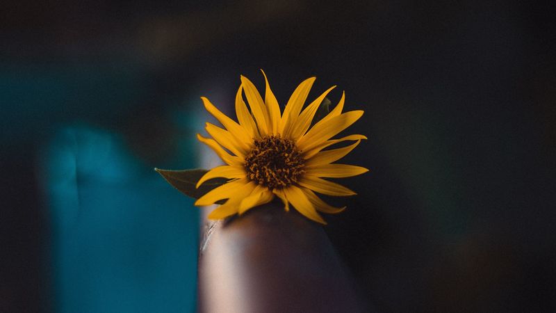 flower, yellow, macro, focus, blur, 4k