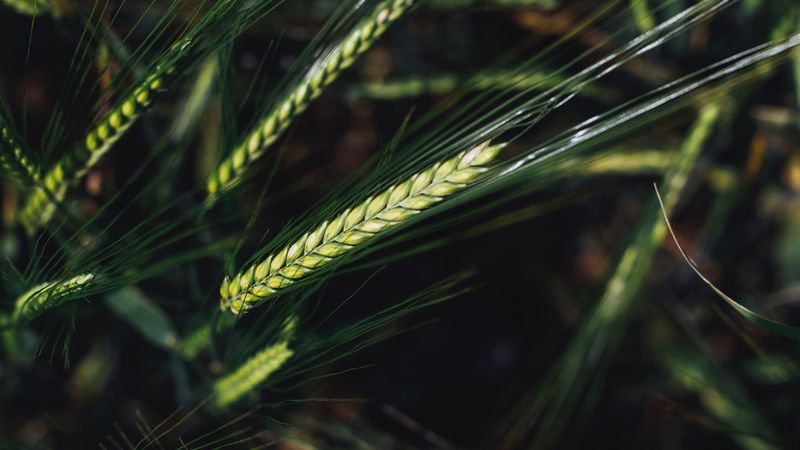 spikelets, wheat, grain, macro, closeup, 4k