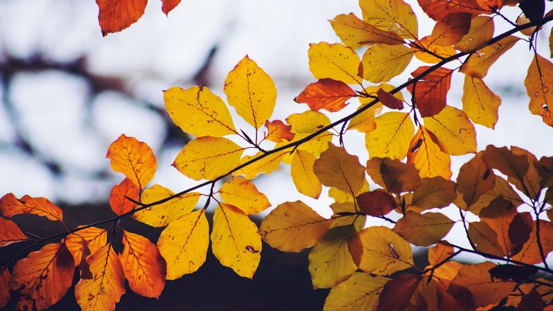 leaves, yellow, dry, branch, autumn, 4k