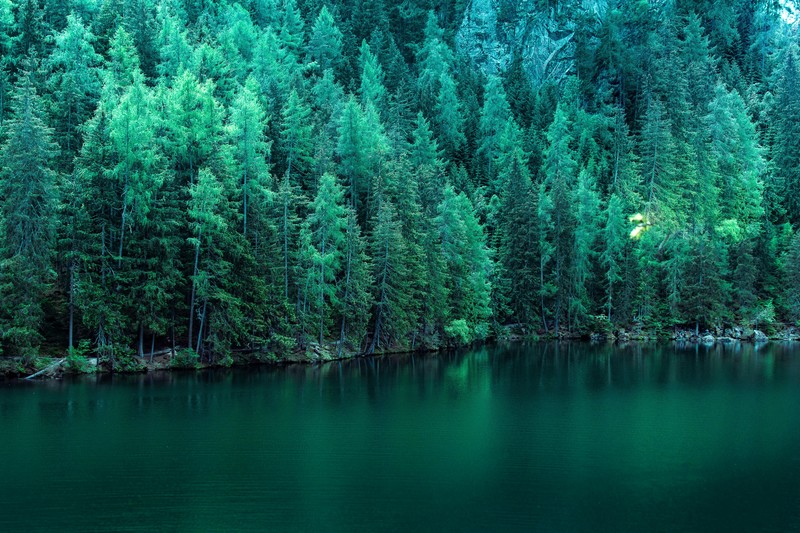 trees, lake, nature, hd, 4k, 5k