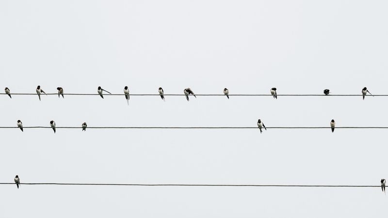 swallows, birds, wires, minimalism, 4k