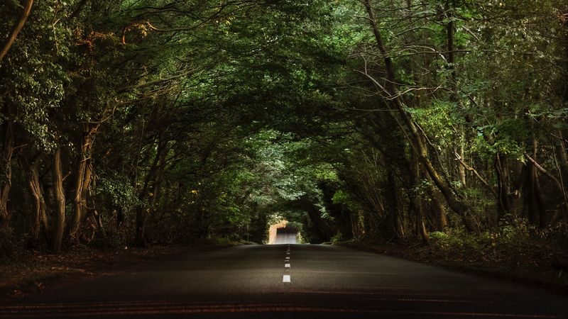 road, trees, tunnel, branches, asphalt, 4k
