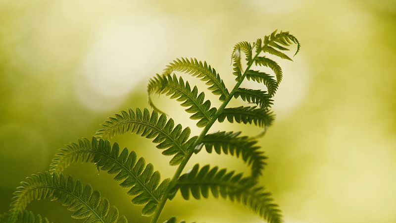 fern, macro, plant, branch, 4k