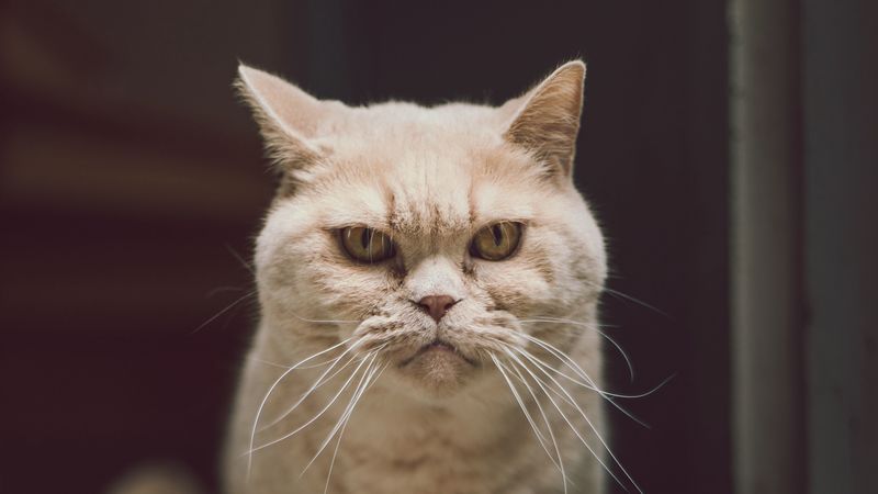 cat, glance, serious, funny, pet, 4k