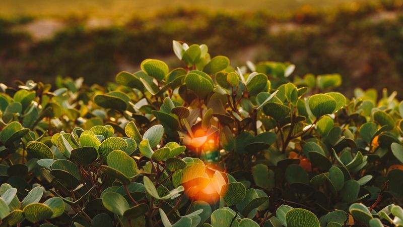 bush, leaves, glare, plant, nature, 4k