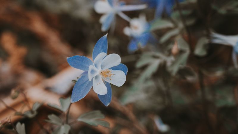 aquilegia, flower, blue, macro, bloom, 4k