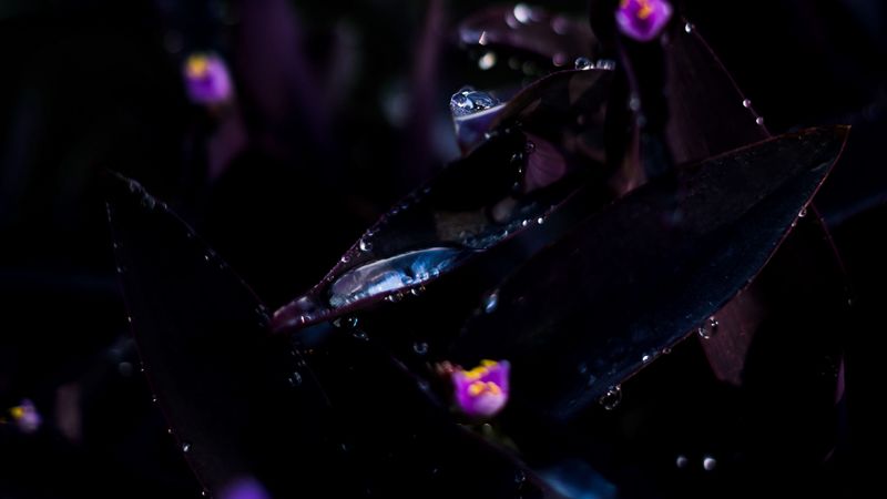 plant, drops, dark, wet, flowers, 4k