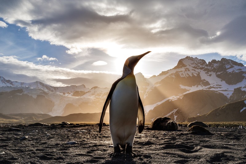 penguin, animals, hd, 4k, 5k, nature