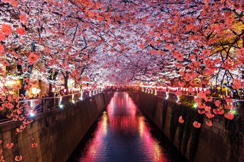 cherry, trees, nature, river, 4k, hd, 5k
