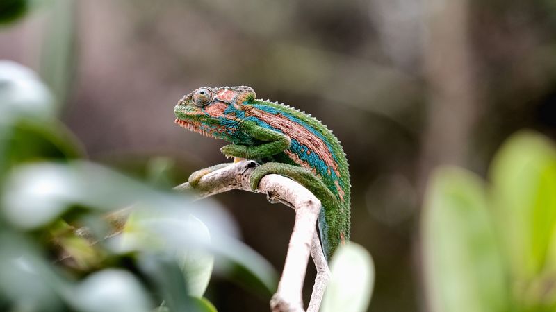 chameleon, reptile, mimicry, branch, 4k