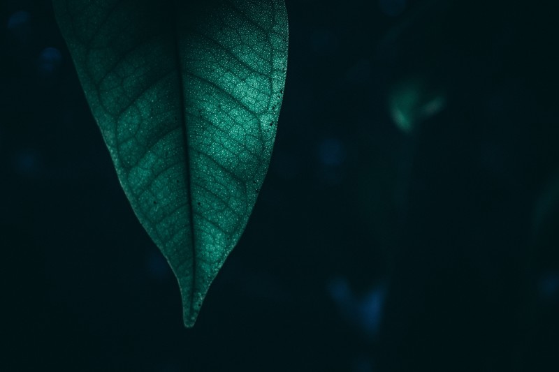 macro, leaf, green, nature, hd, 4k