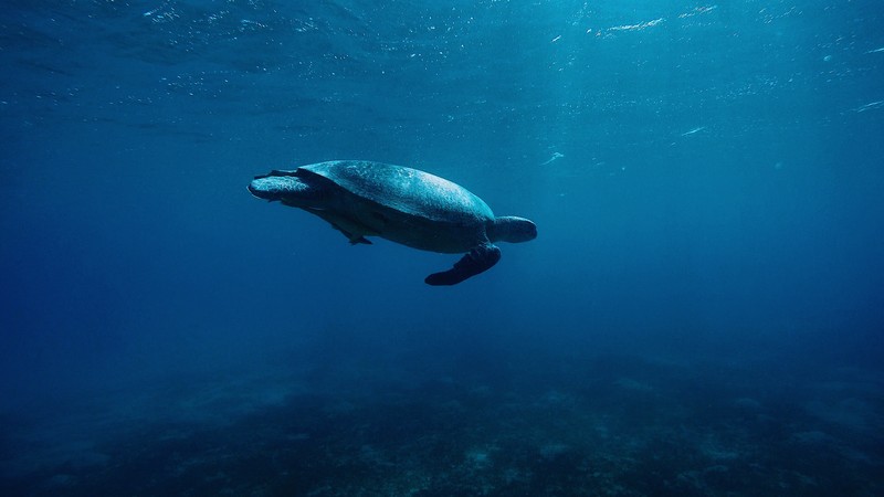 turtle, reptile, animals, hd, underwater, sea, 4k