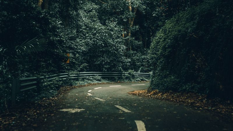 road, turn, trees, forest, nature, 4k