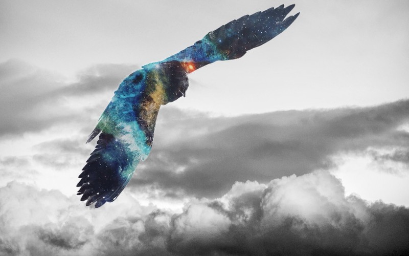 golden eagle, eagle, birds, photography, hd, 4k, sky, monochrome, photoshop, black and white