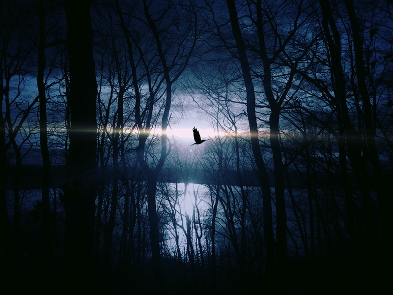 birds, silhouette, photography, hd