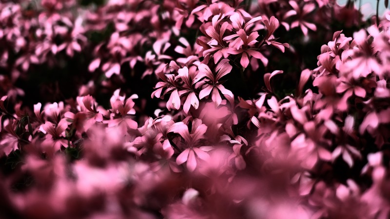 flowers, pink, hd, blur, 4k, photography