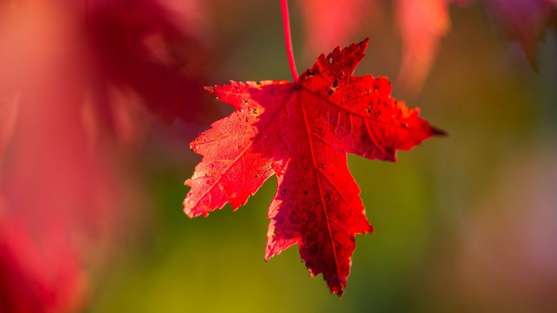 leaf, red, macro, autumn, 4k
