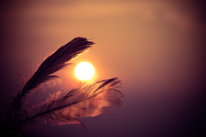 feather, sunbeam, nature, hd, sun, 4k, 5k, photography