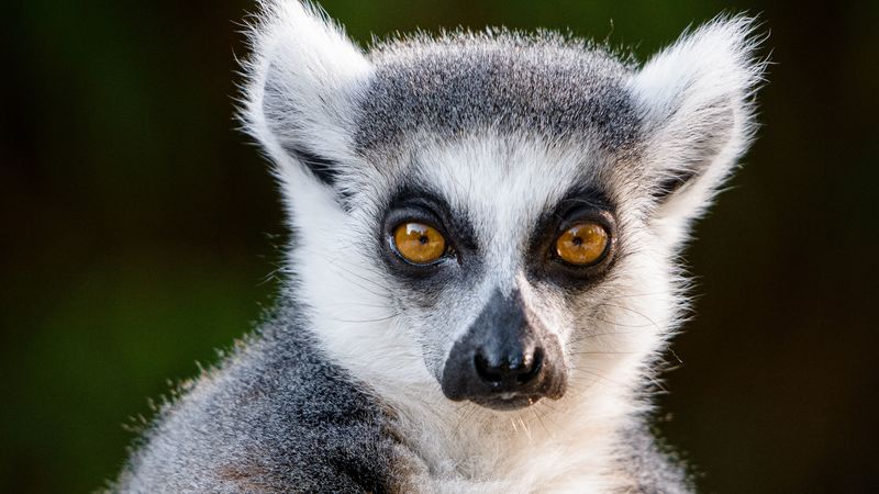 lemur, glance, funny, animal, wildlife, 4k