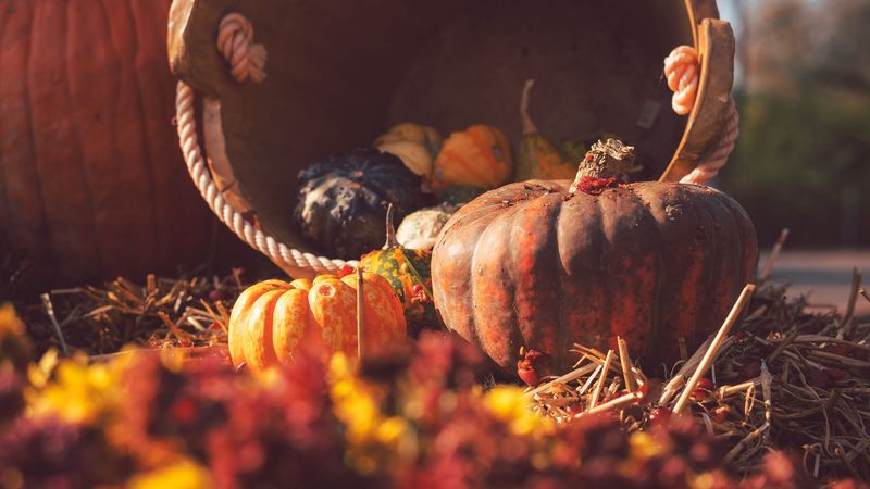 pumpkin, basket, straw, autumn, harvest, 4k