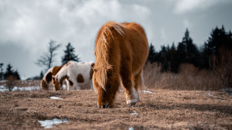 icelandic horse, horse, pony, fluffy, animal, 4k