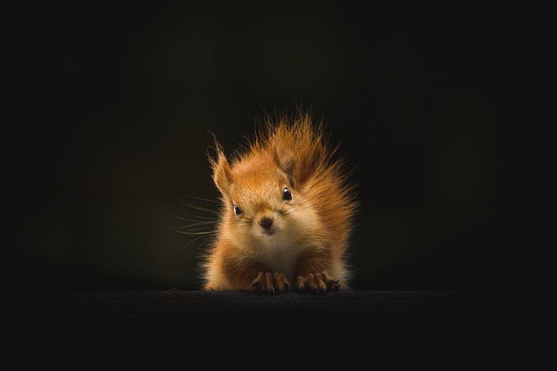 squirreles, animals, hd, 4k