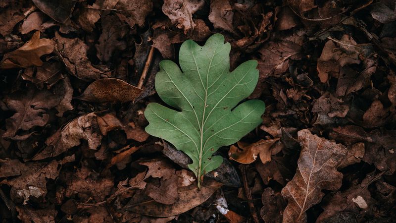 leaf, leaves, green, dry, autumn, 4k