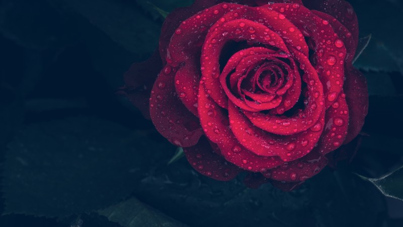 rose, drops, dew, flowers, petal, hd, 4k, 5k