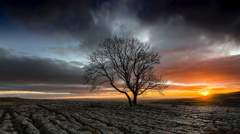 drought, field, nature, tree, sunset, hd, 4k, 5k, 8k