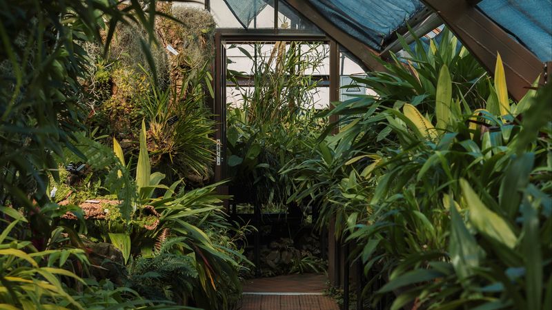 greenhouse, plants, green, tropical, exotic, 4k