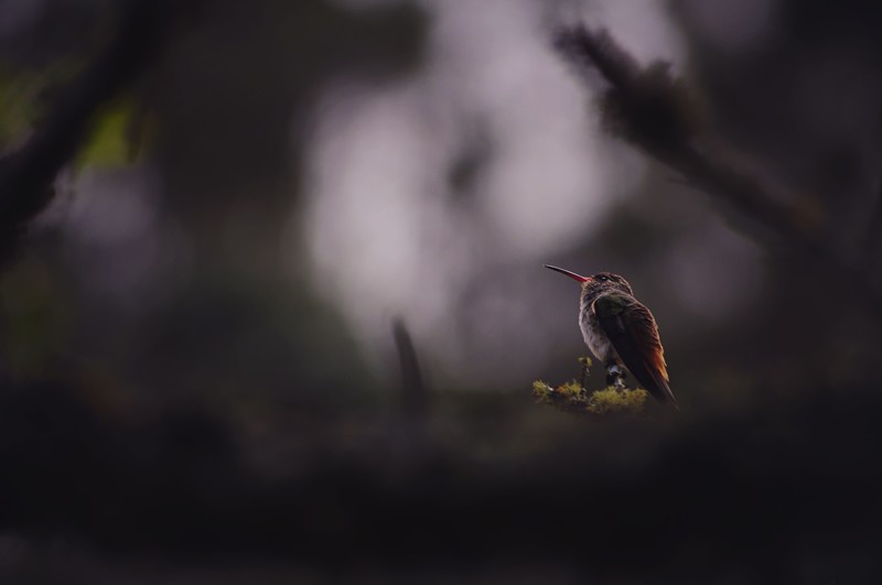 hummingbird, birds, hd, 4k