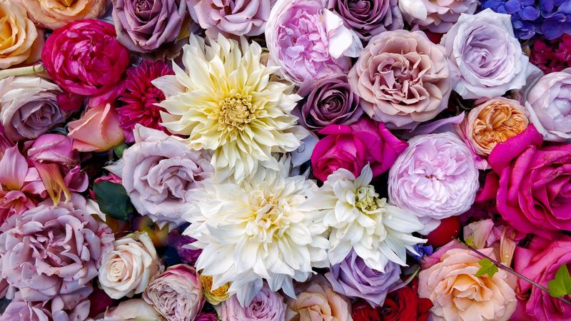 roses, dahlias, bouquet, composition, multicolored, 4k