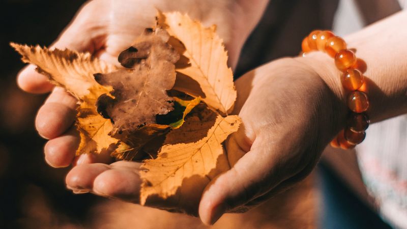 leaves, dry, yellow, hands, autumn, 4k